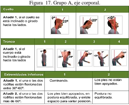 Figura  17. Grupo A, eje corporal. 