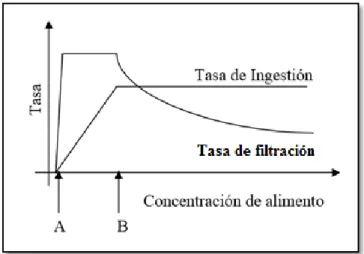 Figura N° 2: Respuesta de las tasas de ingestión y de filtración  ante un aumento de la concentración de alimento, según Winter 