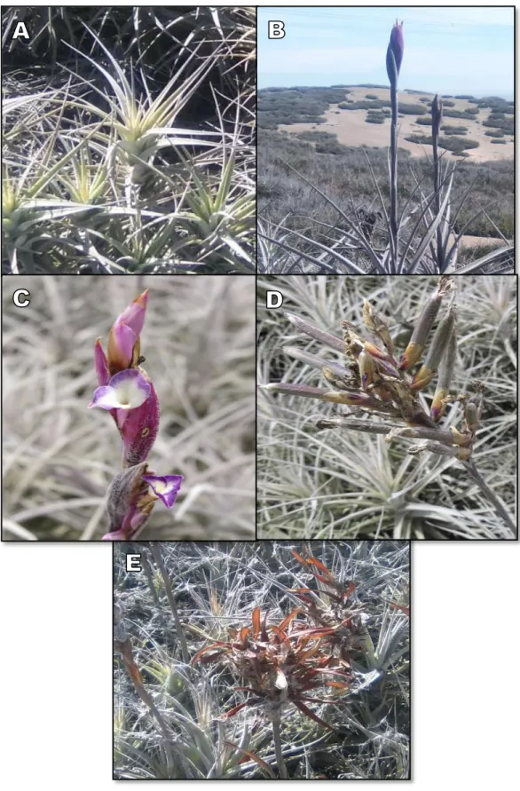Figura  10.  Estados  fenológicos  de  Tillandsia  purpurea.  A)  Estado  vegetativo;  B)  Inflorescencia; C) Floración; D) Fructificación; E) Dehiscencia