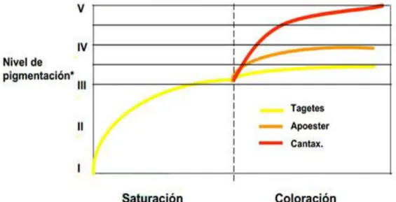 Gráfico 1.    Fases de saturación y coloración para pigmentar pollo de engorda.  