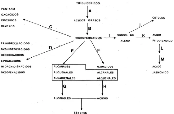 Figura 8 : Transformaciones bioquímicas en la alteración de los lípidos. 
