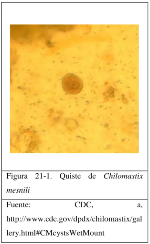Figura  21-1.  Quiste  de  Chilomastix  mesnili 