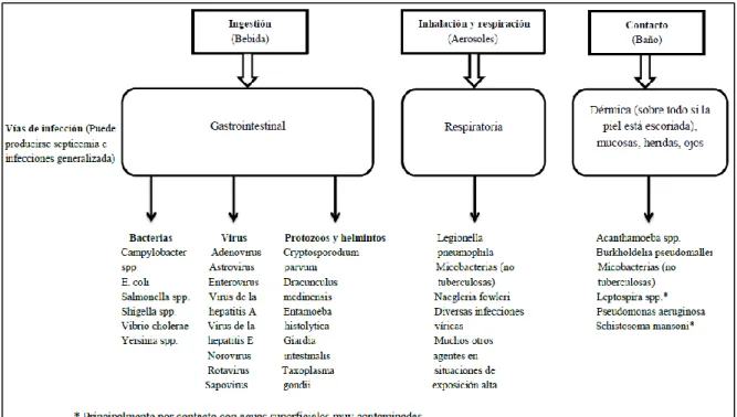 Figura 1- 1: Vías de transmisión y ejemplos de agentes patógenos relacionados con el agua 