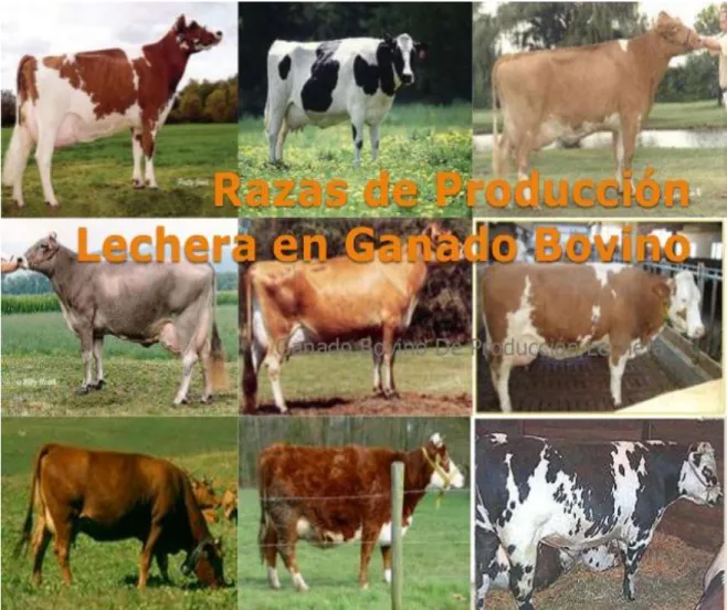 Gráfico 1.  Tipos de razas bovinas de leche.  