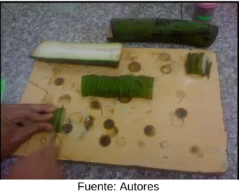 Figura 4. Corte de la muestra 
