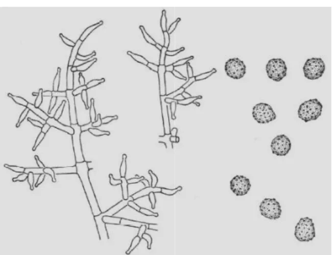 Figura 1. Trichoderma viride