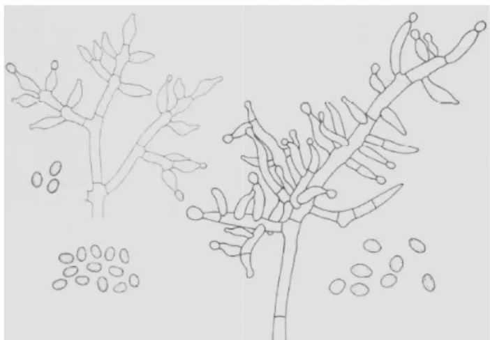 Figura 3. Trichoderma koningii