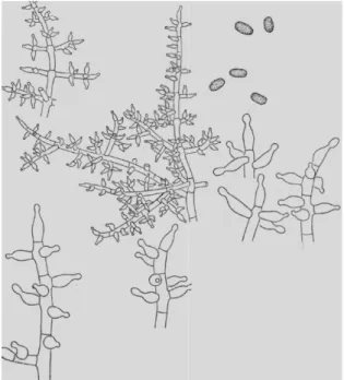 Figura 6. Trichoderma pseudokoningi