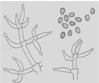 Figura 7. Trichoderma aureoviride