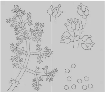 Figura 9. Trichoderma piluliferum