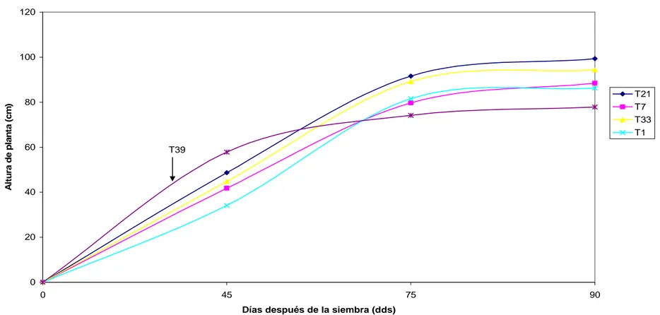 Gráfico 1.  Curva de desarrollo de cinco genotipos de papa sometidos a estrés hídrico en la localidad de Tiazo Bajo, provincia de  Chimborazo