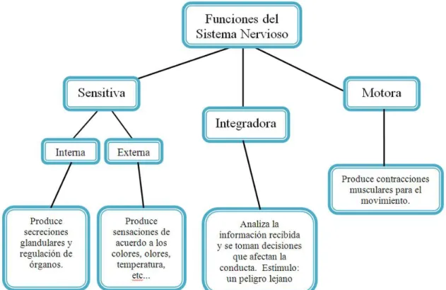 Figura 6. Mapa Conceptual de las Funciones del Sistema Nervioso Central  