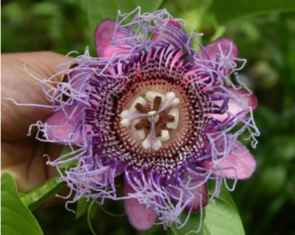 Figura 10. Passiflora quadrangularis. 