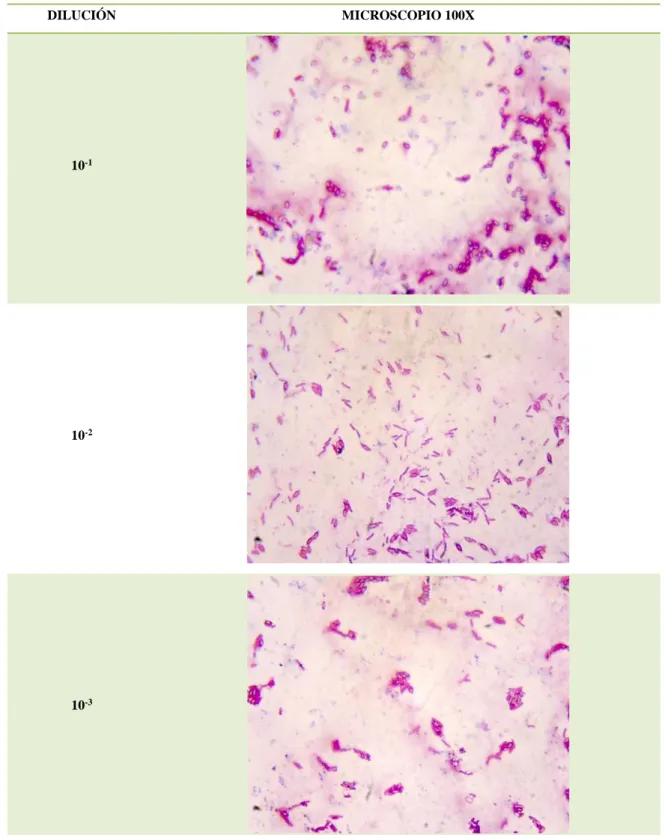 Figura  1-3.  Identificación  de  microorganismos  por  tinción  gram  en  el  sedimento  de  vino  de  mora de la empresa Alma Natura