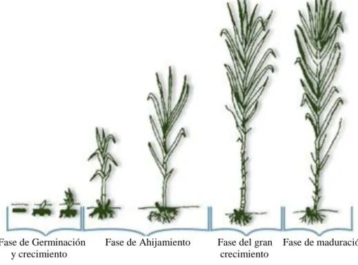 Figura 2.1: Cultivo de caña de azúcar 