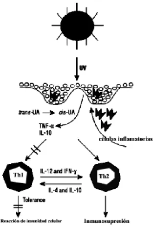 Figura 3-1: Efectos inmunosupresores de la radiación UV en la piel. 