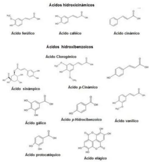 Figura 4-1: Ácidos antioxidantes fenólicos. 