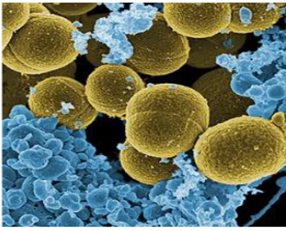Figura 1-1. Staphylococcus aureus 