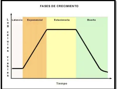 Ilustración 3-2 Curva de crecimiento bacteriano 