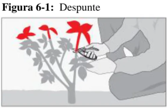 Figura 7-1:  Tiempo de rejuvenecimiento 