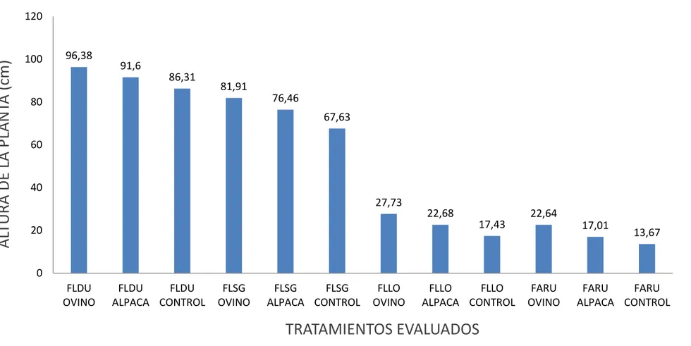 Gráfico 1.  Altura de la planta a los 45 días, en las diferentes variedades de Festulolium evaluados con la utilización  de dos los tipos de abonos orgánicos