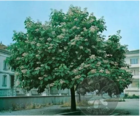 Figura 2.2 Árbol de forma latifoliada. 