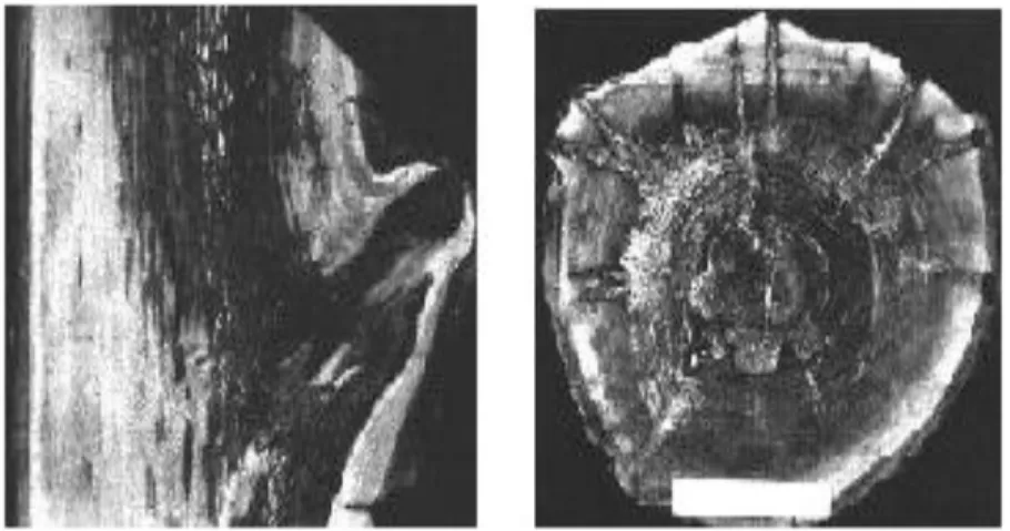 Figura 2.6 Pudrición blanca. 