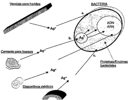 Figura 17.  Acción antimicrobiana de la plata (Ag+)  ilustrando tres vías principales:  (a)  unión  a la membrana celular,  (b)  absorción o difusión transmembrana en la célula (vesículas  pinocíticas),  (e)  coagulación y desnaturalización de las enzimas 