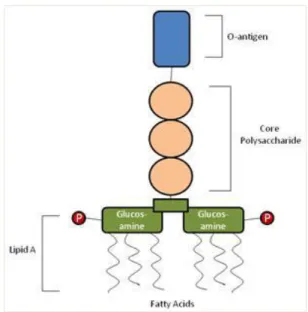 Figura N° 1-1. Estructura de las endotoxinas bacterianas 