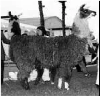 Gráfico 3.  Esquema de una llama