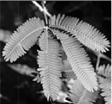 Gráfico 6.  Esquema de una planta de mimosa