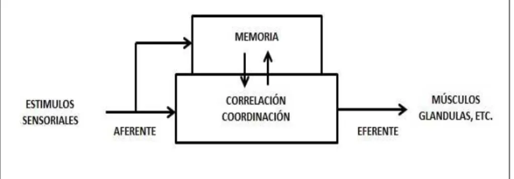 Figura II.1: Relaci ó n de los est í mulos aferentes, el sistema central y la v í a eferente