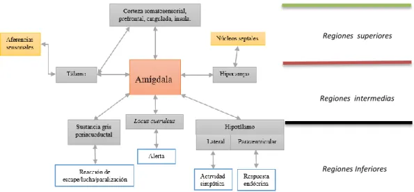 Figura 4-1. Circuitos neuronales responsables de la respuesta ansiosa  