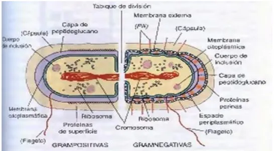 Figura 4-1: Composición estructural de bacterias 