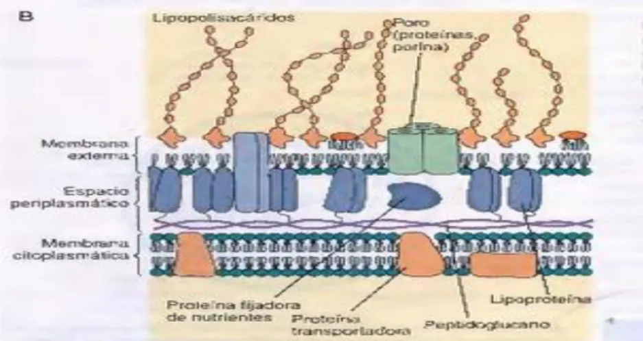 Figura 6-1: Componentes de la pared celular bacteriana Gram negativa 
