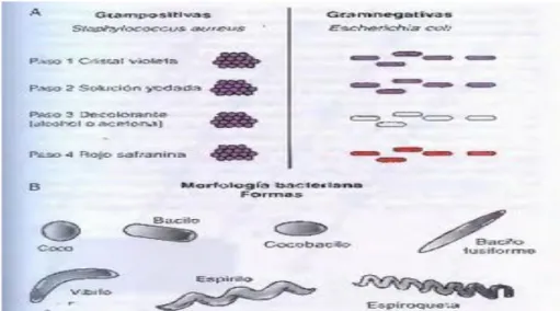 Figura 7-1: Clasificación micro-macroscópica bacteriana 
