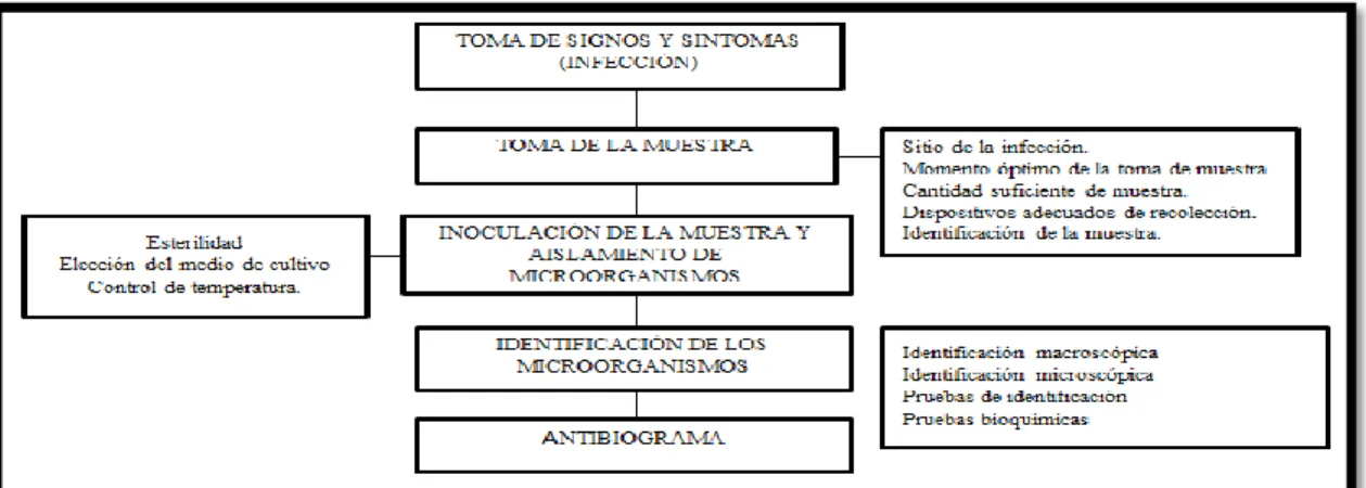 Figura 8-1: Protocolo de identificación microbiana 