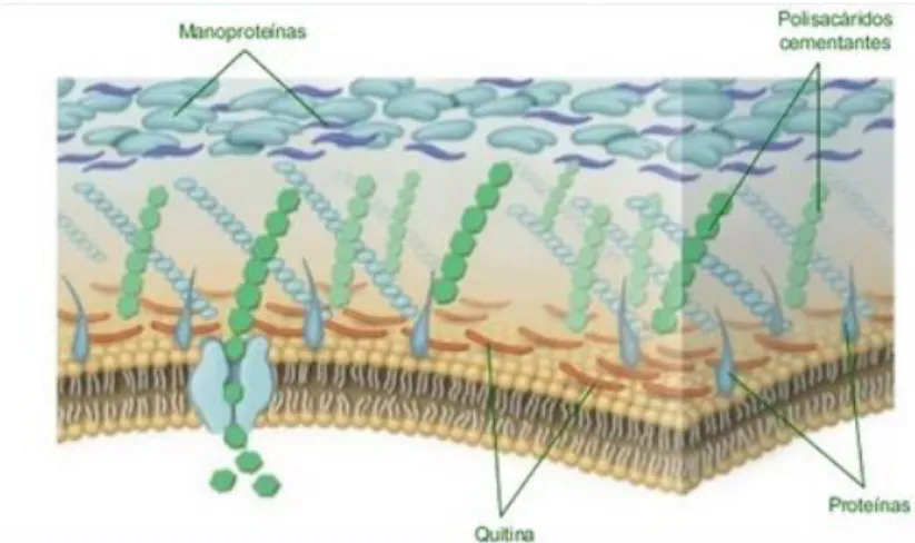 Figura 10-1: Estructura de la pared celular de los hongos 