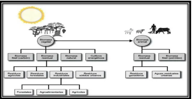 Fig. 1.1.2-1 Clasificación de la biomasa 