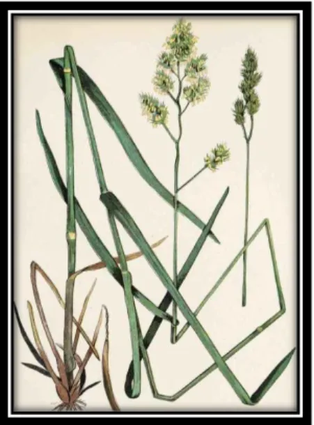 Fig. 1.1.4-1Dactylis glomerata 