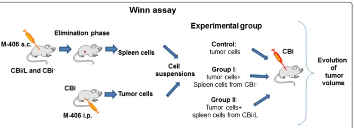 Figure 1 Experimental model of Winn assay.