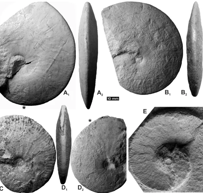 Figure  4.  Neochetoceras  mohri  n.  sp.,  laisackerensis  Hz.,  Hybonotum  Z.  A:  adult?  macroconch  with  bodychamber  (SMNS  70283/3),  Paratype  II,  Liptingen Quarry