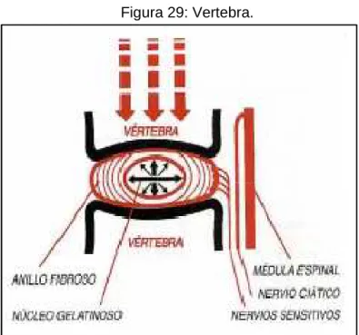 Figura 29: Vertebra. 