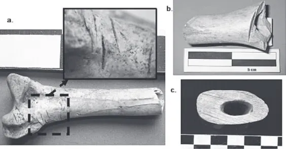 Fig. 6. Fémur (Gallus gallus) con huellas de corte en la epífi sis, que indicarían actividades de desarticulación