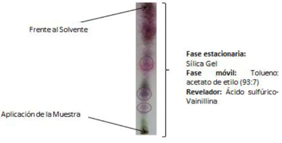 Cuadro 5-3: Determinación de Rf de la  cromatografía  en capa fina del extracto  de tomillo  (Thymus vulgaris)