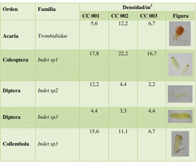 Cuadro 18-3:   Inventario de mesofauna edáfica (Cabrera-Dávila, G. 2014). 