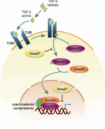 Figura 2.2: Vía de señalización  TGF-β/Smads.  La unión de TGF-β a  TβRII  induce su heteromerización  con  TβRI