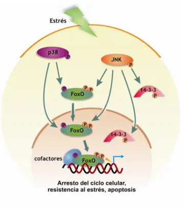 Figura 2.4:  Regulación de los  factores de transcripción FoxO por  estrés.  En respuesta a un estímulo de  estrés, se transmiten señales al interior  celular que conducen a la fosforilación y  activación de las quinasas JNK y p38
