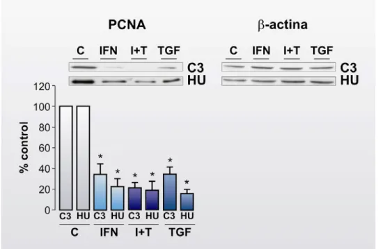 Figura 5.1.4: Disminución de los niveles proteicos de PCNA mediada por IFN-α2b y  por TGF-β1