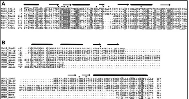 Figura 1.5. Dominios conservados de unión al ADN en las proteínas MutS, MSH6 y MSH7.  